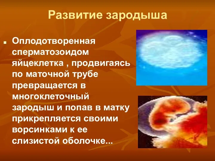 Развитие зародыша Оплодотворенная сперматозоидом яйцеклетка , продвигаясь по маточной трубе превращается