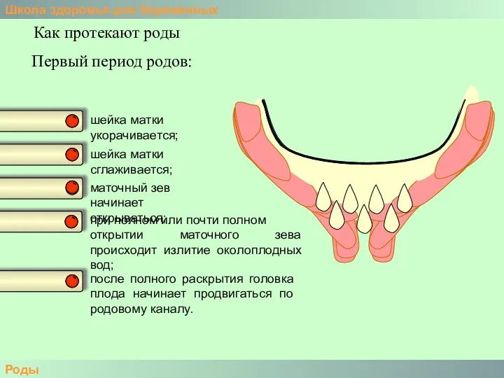Школа здоровья для беременных Роды Как протекают роды шейка матки укорачивается;