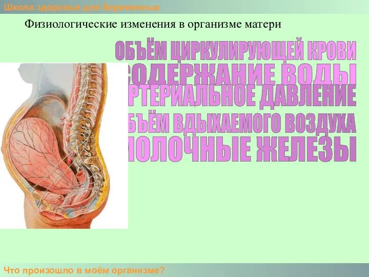 Школа здоровья для беременных Что произошло в моём организме? Физиологические изменения