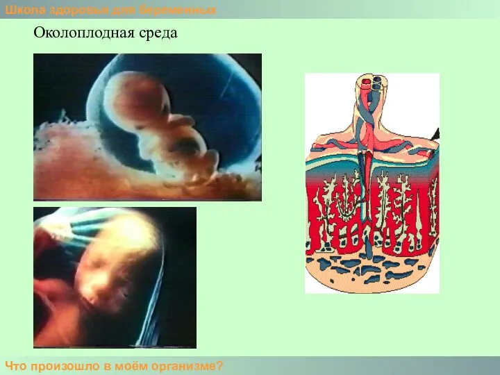 Школа здоровья для беременных Что произошло в моём организме? Околоплодная среда