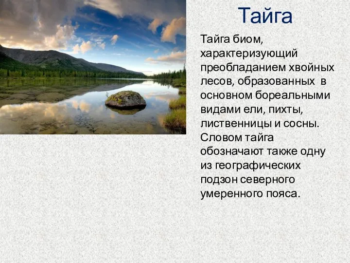 Тайга Тайга биом, характеризующий преобладанием хвойных лесов, образованных в основном бореальными