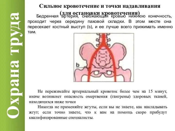 Охрана труда Сильное кровотечение и точки надавливания (для остановки кровотечения) Бедренная