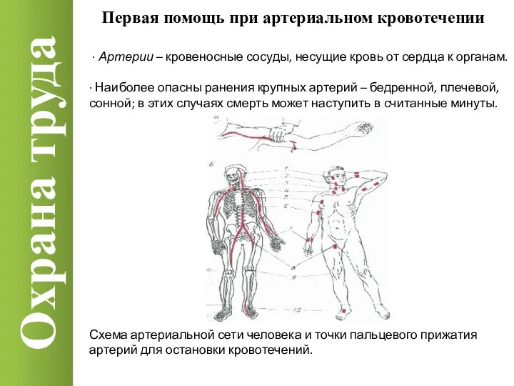 Охрана труда · Артерии – кровеносные сосуды, несущие кровь от сердца