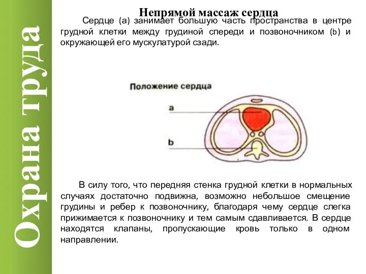 Охрана труда Непрямой массаж сердца Сердце (а) занимает большую часть пространства