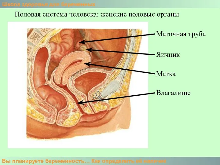 Школа здоровья для беременных Вы планируете беременность… Как определить её наличие