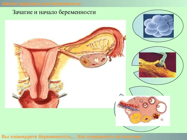 Школа здоровья для беременных Вы планируете беременность… Как определить её наличие Зачатие и начало беременности