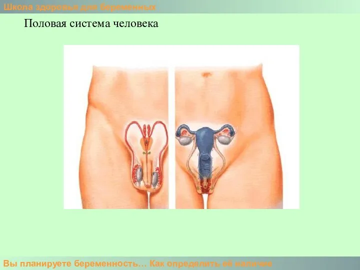 Школа здоровья для беременных Вы планируете беременность… Как определить её наличие Половая система человека