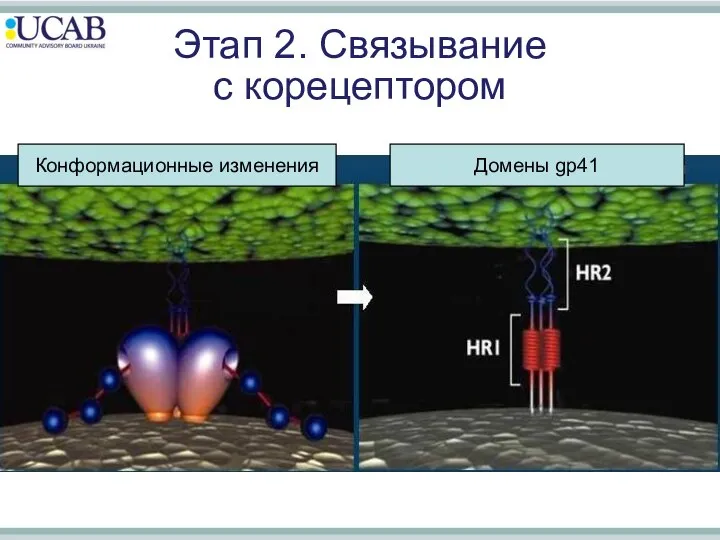 Конформационные изменения Домены gp41 Этап 2. Связывание с корецептором