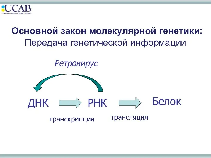 Основной закон молекулярной генетики: Передача генетической информации ДНК РНК Белок транскрипция трансляция Ретровирус геномная