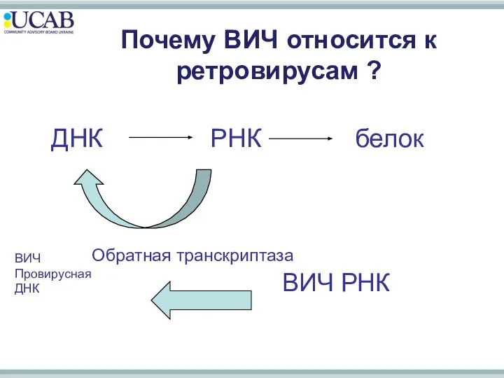 ДНК РНК белок Почему ВИЧ относится к ретровирусам ? Обратная транскриптаза ВИЧ РНК ВИЧ Провирусная ДНК