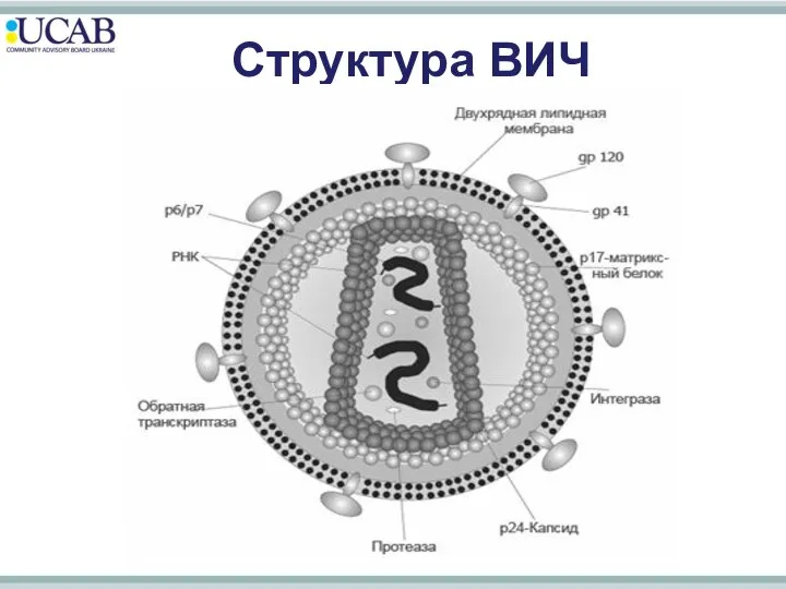 Структура ВИЧ