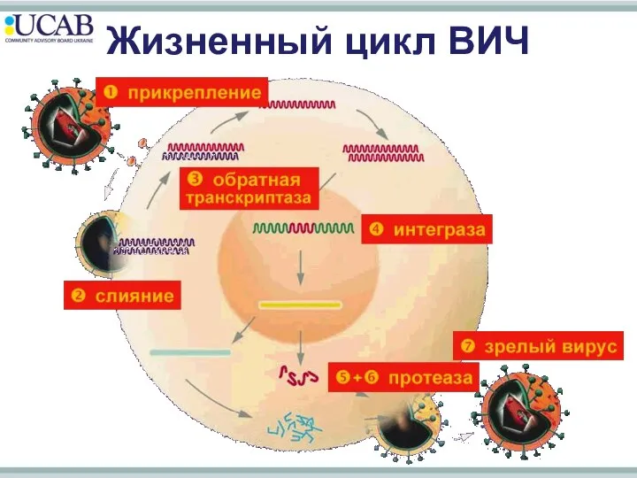 Жизненный цикл ВИЧ