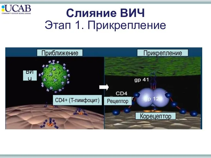 Приближение Прикрепление Рецептор Корецептор Слияние ВИЧ Этап 1. Прикрепление ВИЧ CD4+ (T-лимфоцит)