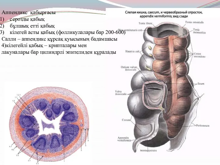 Аппендикс қабырғасы серозды қабық бұлшық етті қабық кілегей асты қабық (фолликулалары