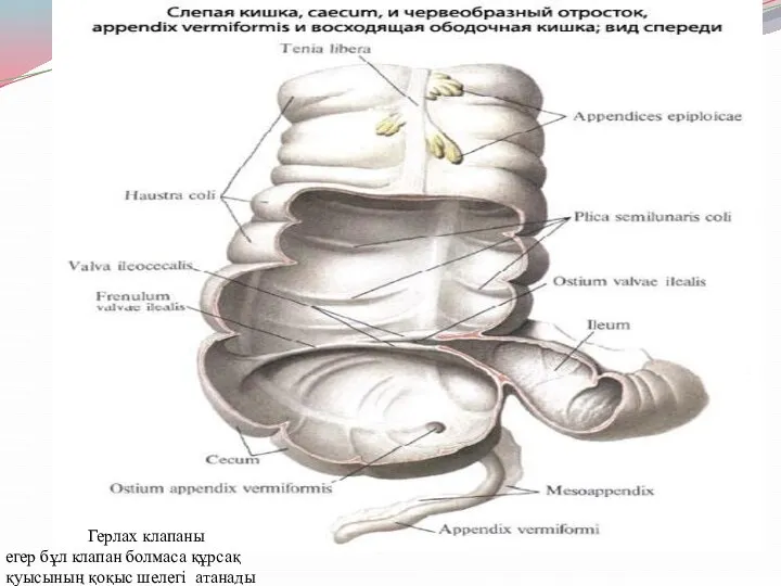 Герлах клапаны егер бұл клапан болмаса құрсақ қуысының қоқыс шелегі атанады