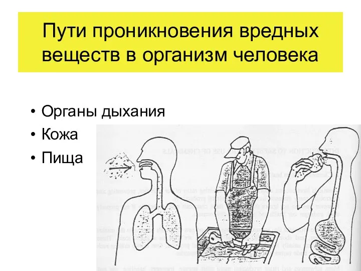 Пути проникновения вредных веществ в организм человека Органы дыхания Кожа Пища