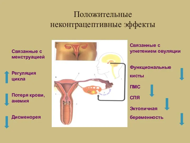 Связанные с менструацией Регуляция цикла Потеря крови, анемия Дисменорея Связанные с