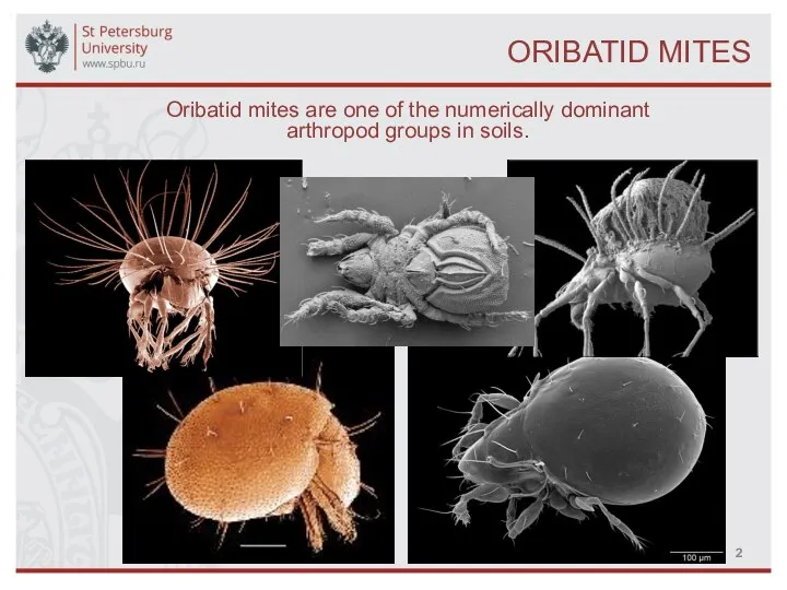 ORIBATID MITES Oribatid mites are one of the numerically dominant arthropod groups in soils.