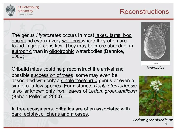 Reconstructions The genus Hydrozetes occurs in most lakes, tarns, bog pools