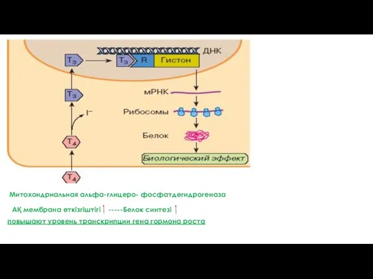 повышают уровень транскрипции гена гормона роста Митохондриальная альфа-глицеро- фосфатдегидрогеназа АҚ мембрана өткізгіштігі -----Белок синтезі