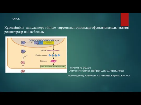 миелина белок Ламинин белок-нейрондар миграциясы ОЖЖ Құрсақішілік дамуда нерв тінінде тиреоидты