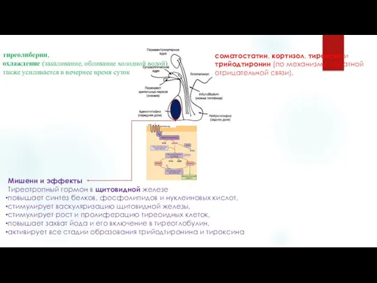 тиреолиберин, охлаждение (закаливание, обливание холодной водой) также усиливается в вечернее время