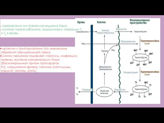 тиреотропин на этапах поглощения йода, синтеза тиреоглобулина, эндоцитоза и секреции Т3