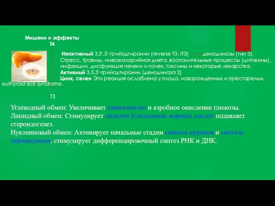 Мишени и эффекты Т4 Т3 Неактивный 3,3',5'-трийодтиронин (reverse T3, rT3) деиодиназы