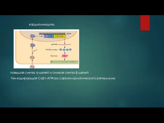 кардиомиоциты повышая синтез a-цепей и снижая синтез β-цепей Ген кодирующая Са2+-АТФазу саркоплазматического ретикулума