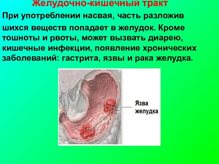 Желудочно-кишечный тракт При употреблении насвая, часть разложив шихся веществ попадает в