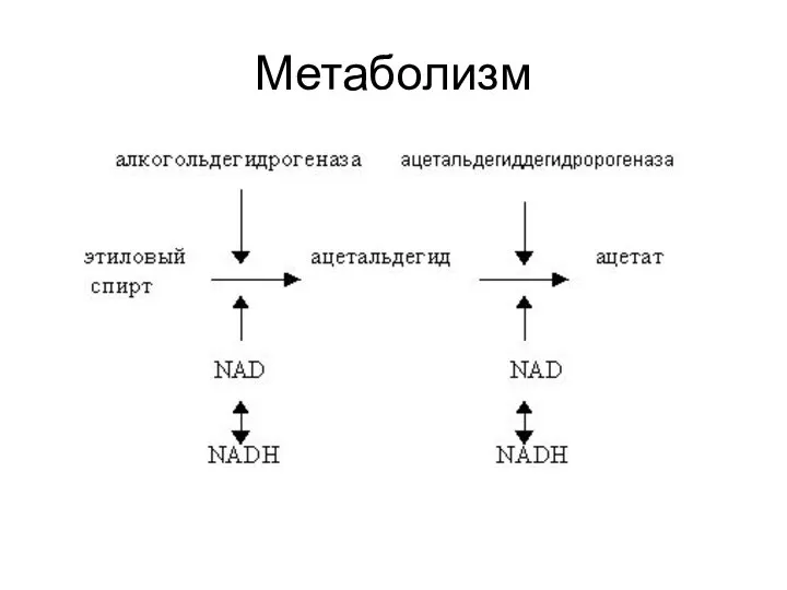 Метаболизм