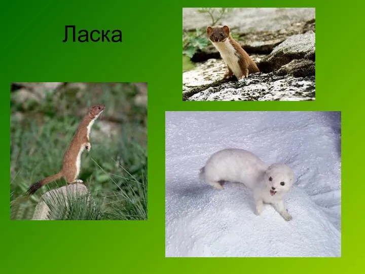 Ласка