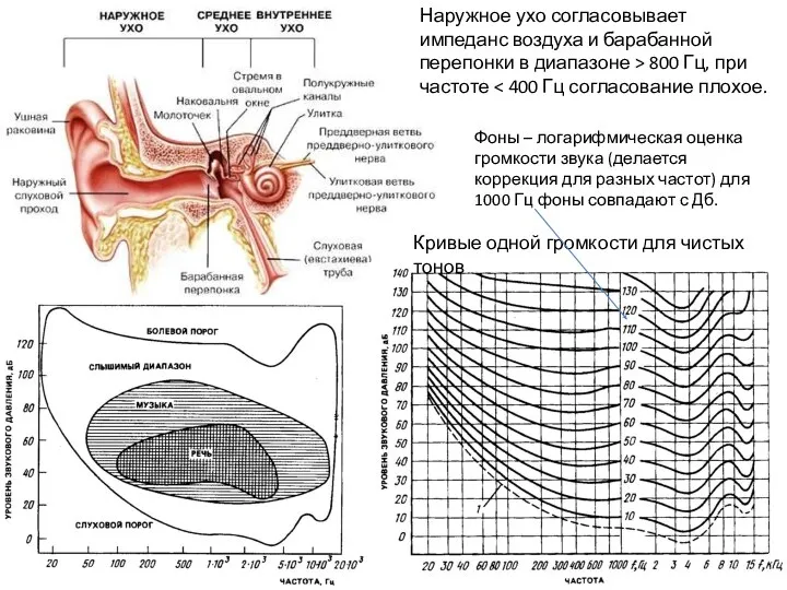 Наружное ухо согласовывает импеданс воздуха и барабанной перепонки в диапазоне >