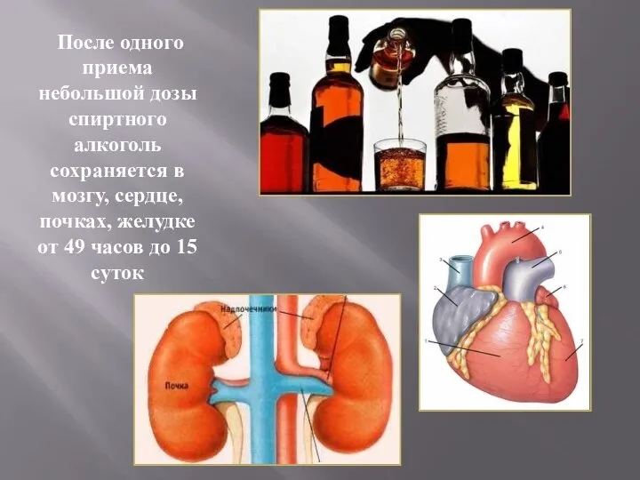 После одного приема небольшой дозы спиртного алкоголь сохраняется в мозгу, сердце,