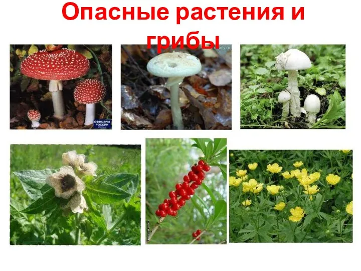 Опасные растения и грибы