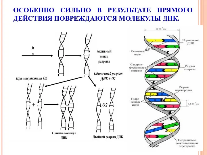 ОСОБЕННО СИЛЬНО В РЕЗУЛЬТАТЕ ПРЯМОГО ДЕЙСТВИЯ ПОВРЕЖДАЮТСЯ МОЛЕКУЛЫ ДНК.