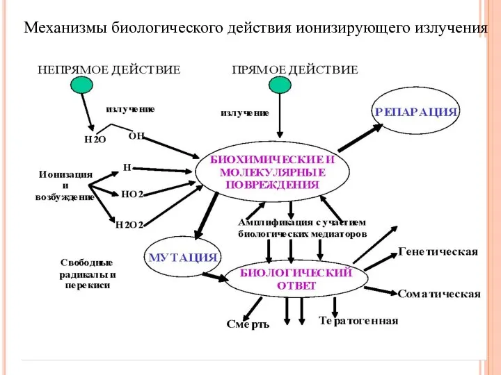 Механизмы биологического действия ионизирующего излучения