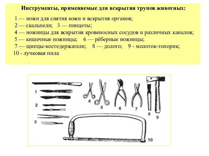 Инструменты, применяемые для вскрытия трупов животных: 1 — ножи для снятия