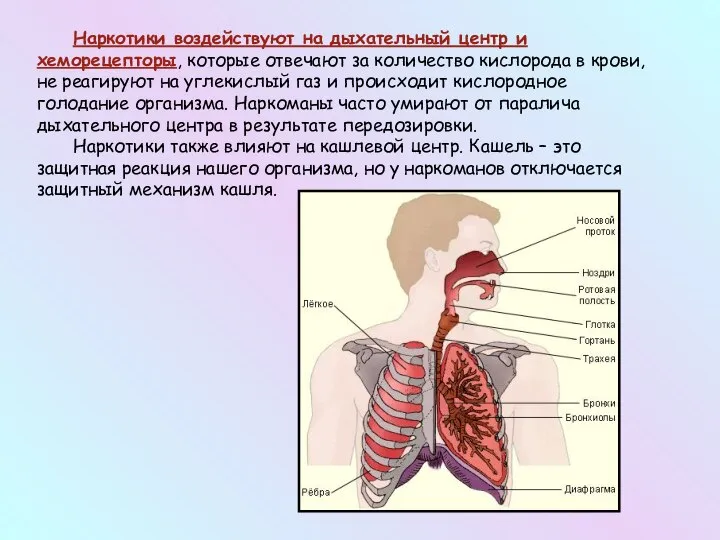 Наркотики воздействуют на дыхательный центр и хеморецепторы, которые отвечают за количество