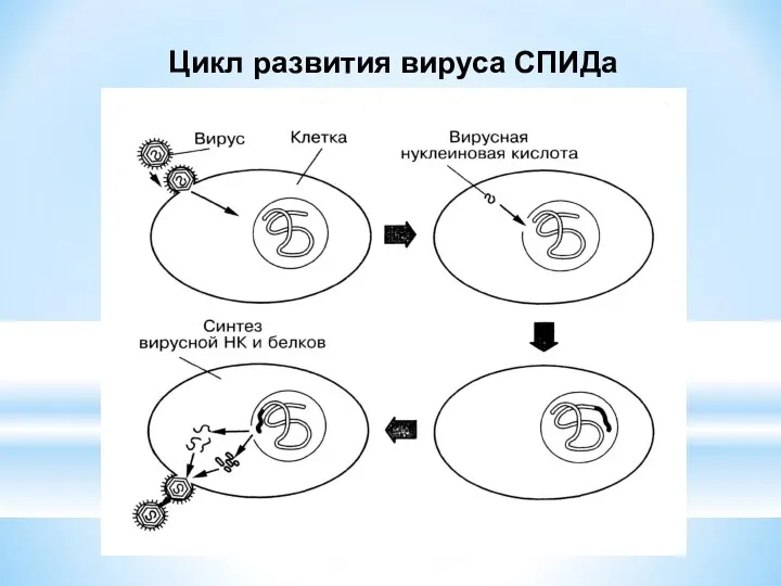 Цикл развития вируса СПИДа