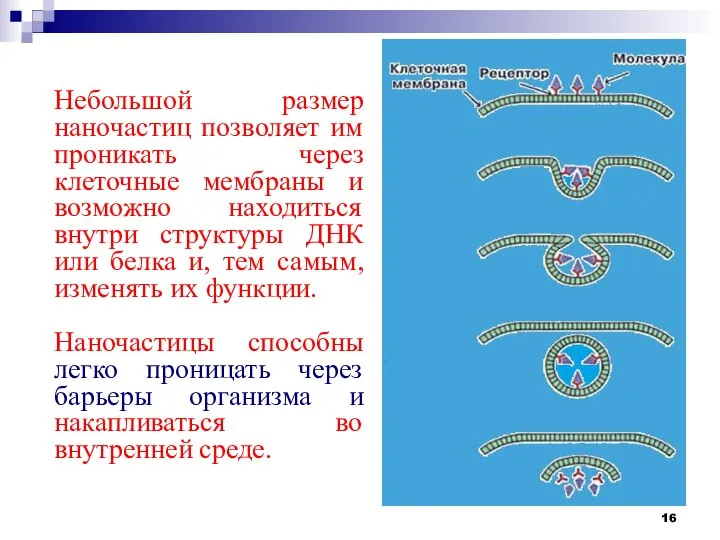 Небольшой размер наночастиц позволяет им проникать через клеточные мембраны и возможно