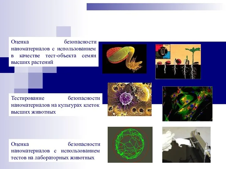 Тестирование безопасности наноматериалов на культурах клеток высших животных Оценка безопасности наноматериалов