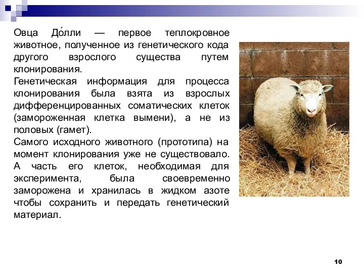 Овца До́лли — первое теплокровное животное, полученное из генетического кода другого