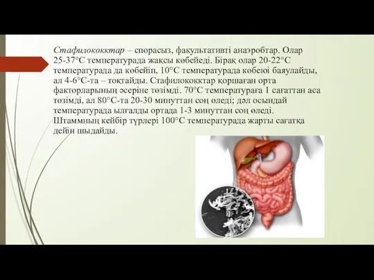 Стафилококктар – спорасыз, факультативті анаэробтар. Олар 25-37°С температурада жақсы көбейеді. Бірақ