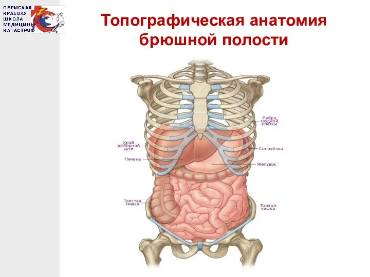 Топографическая анатомия брюшной полости