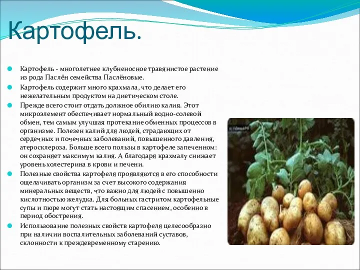 Картофель. Картофель - многолетнее клубненосное травянистое растение из рода Паслён семейства