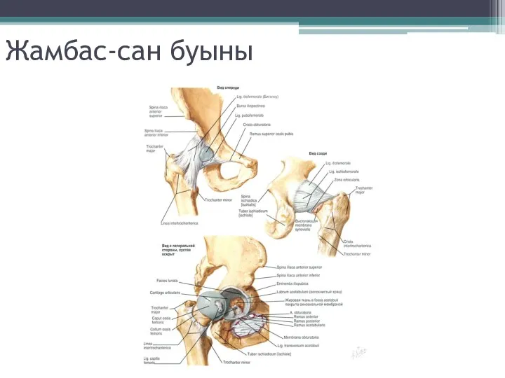 Жамбас-сан буыны