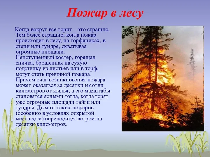 Пожар в лесу Когда вокруг все горит – это страшно. Тем