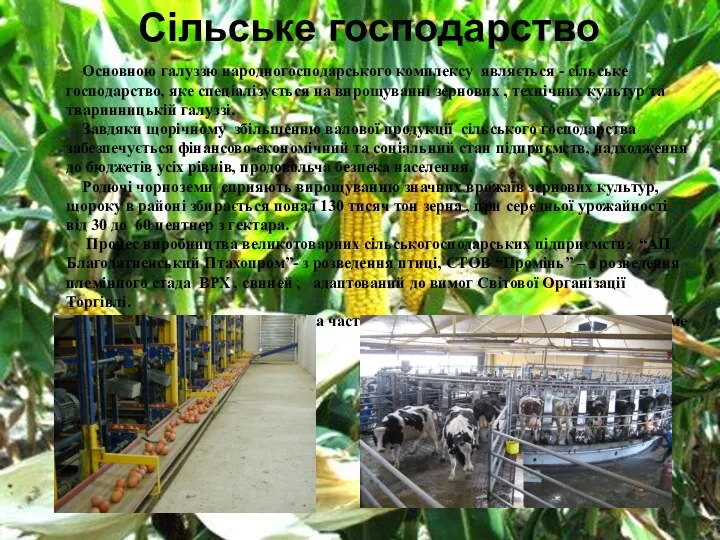 Сільське господарство Основною галуззю народногосподарського комплексу являється - сільське господарство, яке