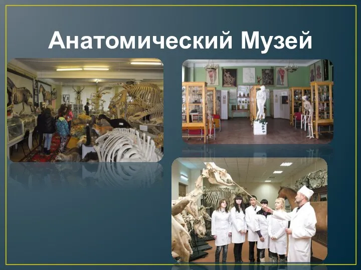 Анатомический Музей